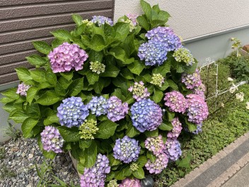 早めの開花？